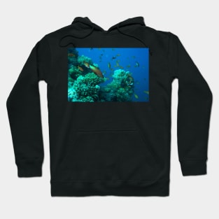 RED SEA MARINE LIFE Hoodie